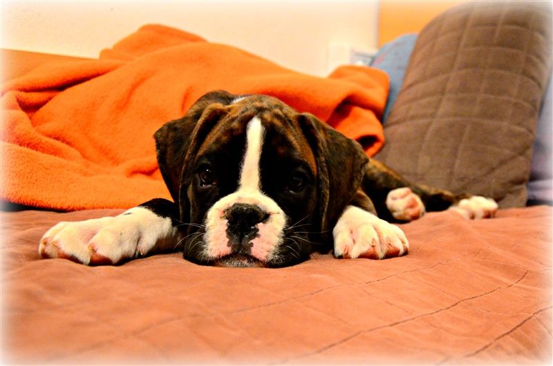 9,5 weeks